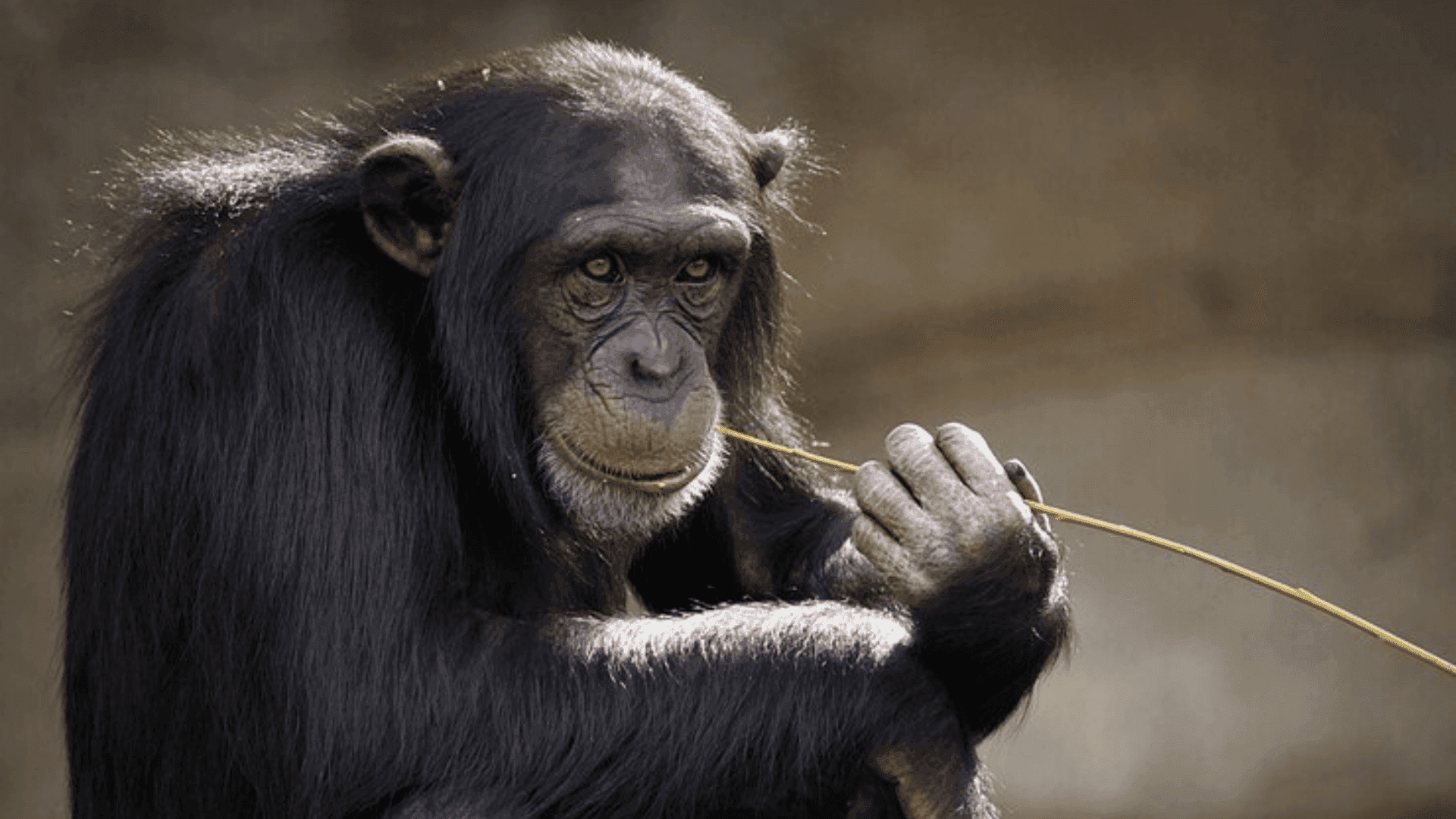 photologuephotos2023-07chimpancepng