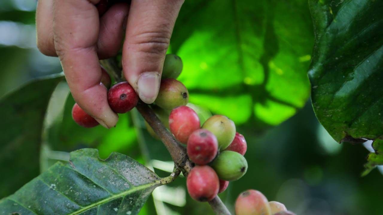 photologuephotos2024-04gobierno_reactivo_el_fondo_de_estabilizacion_de_precios_del_cafejpg