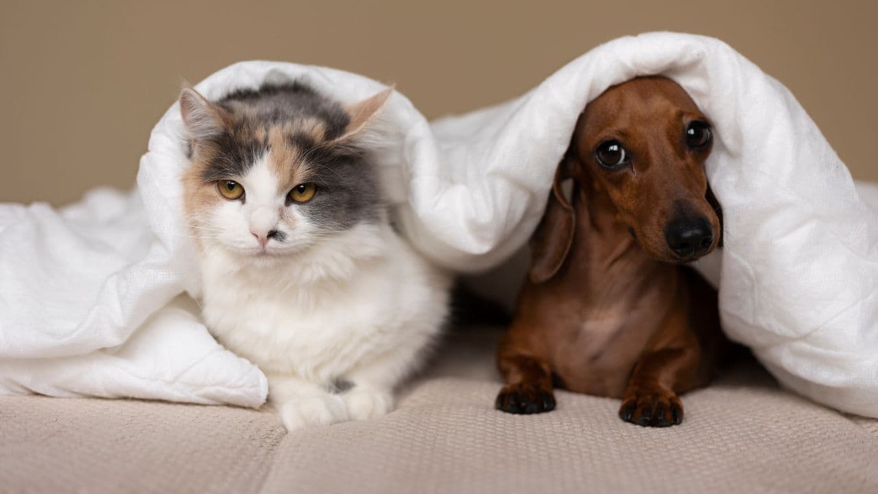 photologuephotos2024-11perros_y_gatos_animales_de_compania_en_colombiajpg