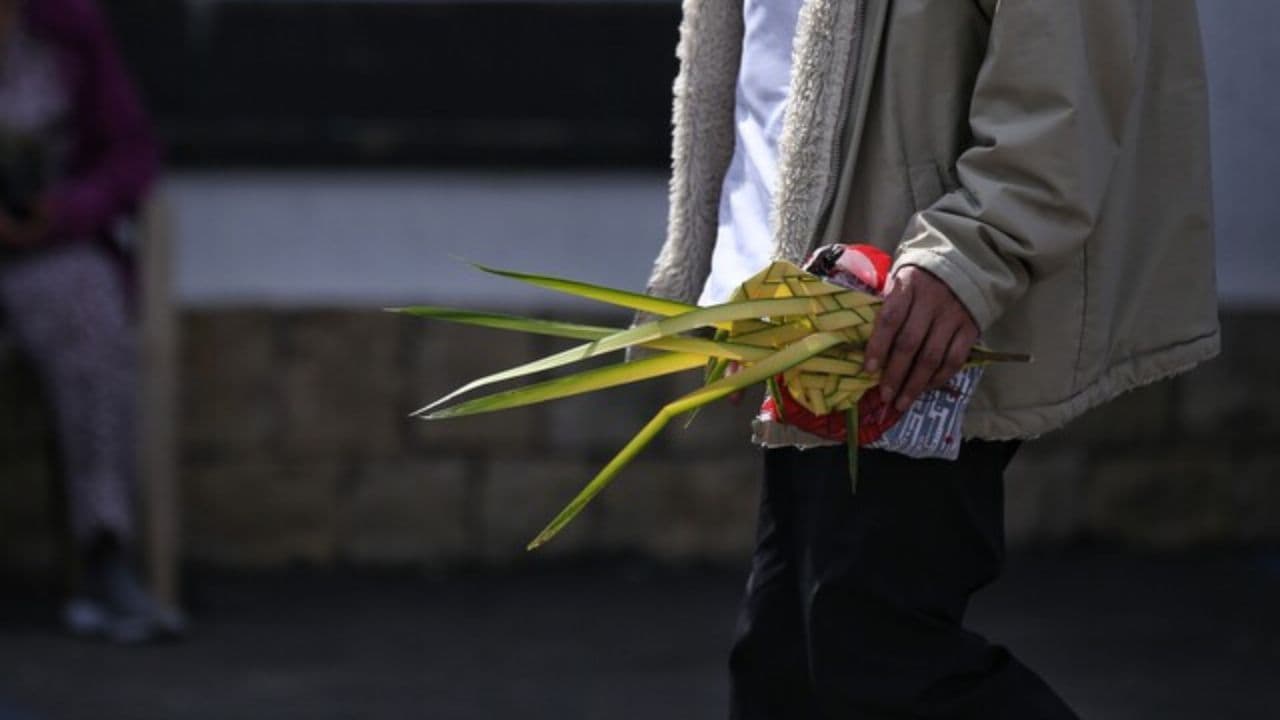 photologuephotos2025-04autoridades_recuperaron_mas_de_68_kilos_de_palmas_silvestres_comercializadas_ilegalmente_en_semana_santajpg photologuephotos2025-04autoridades_recuperaron_mas_de_68_kilos_de_palmas_silvestres_comercializadas_ilegalmente_en_semana_santajpg