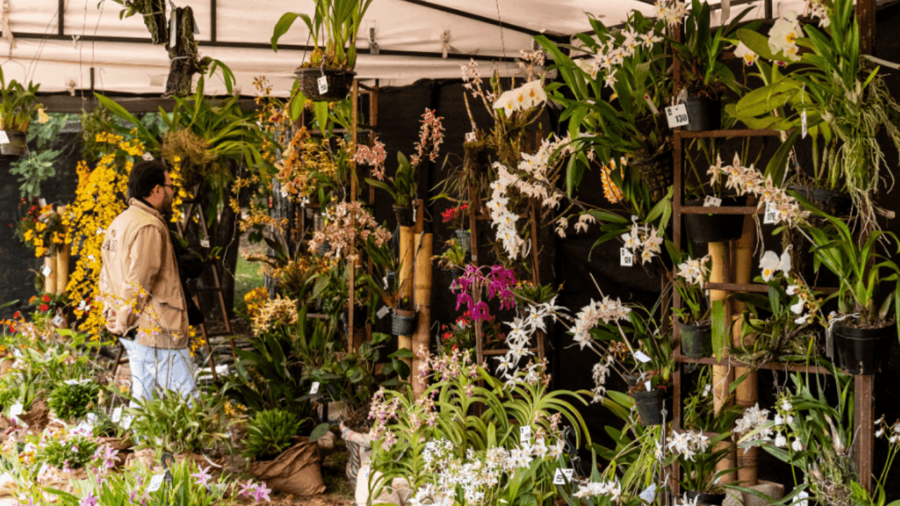 Exposición de orquídeas