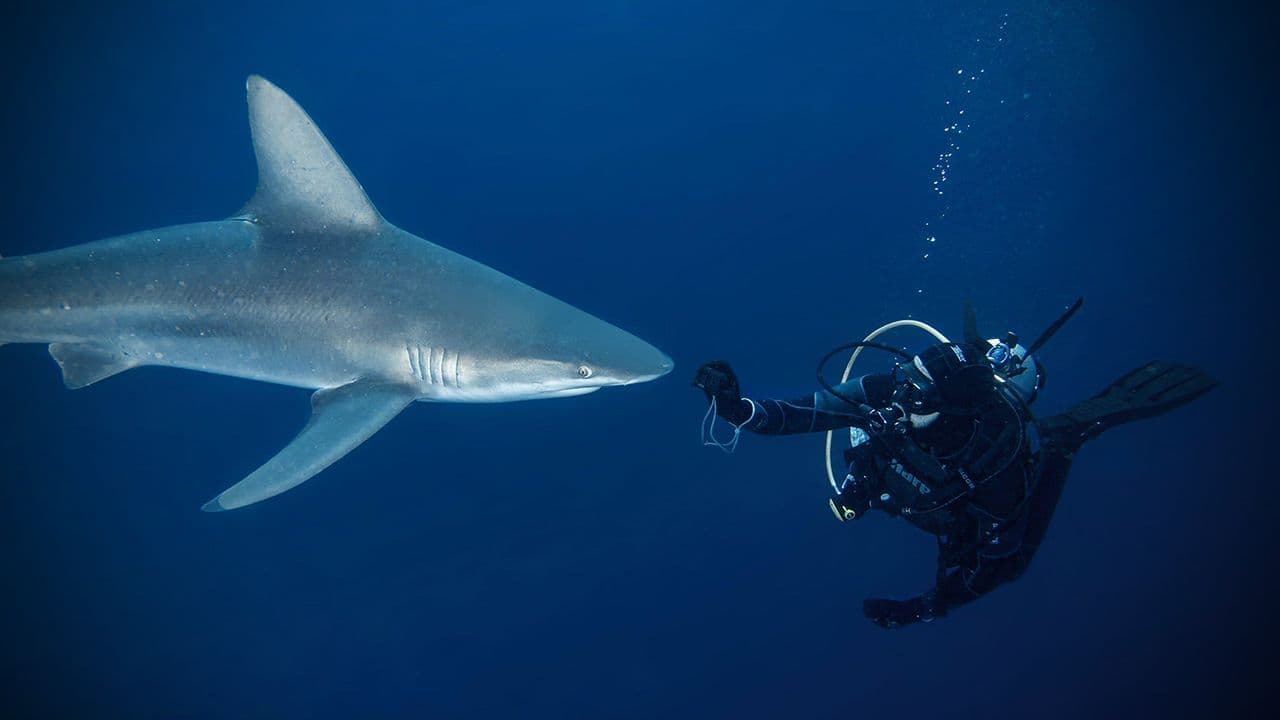 Diego Cardeñosa y un tiburón