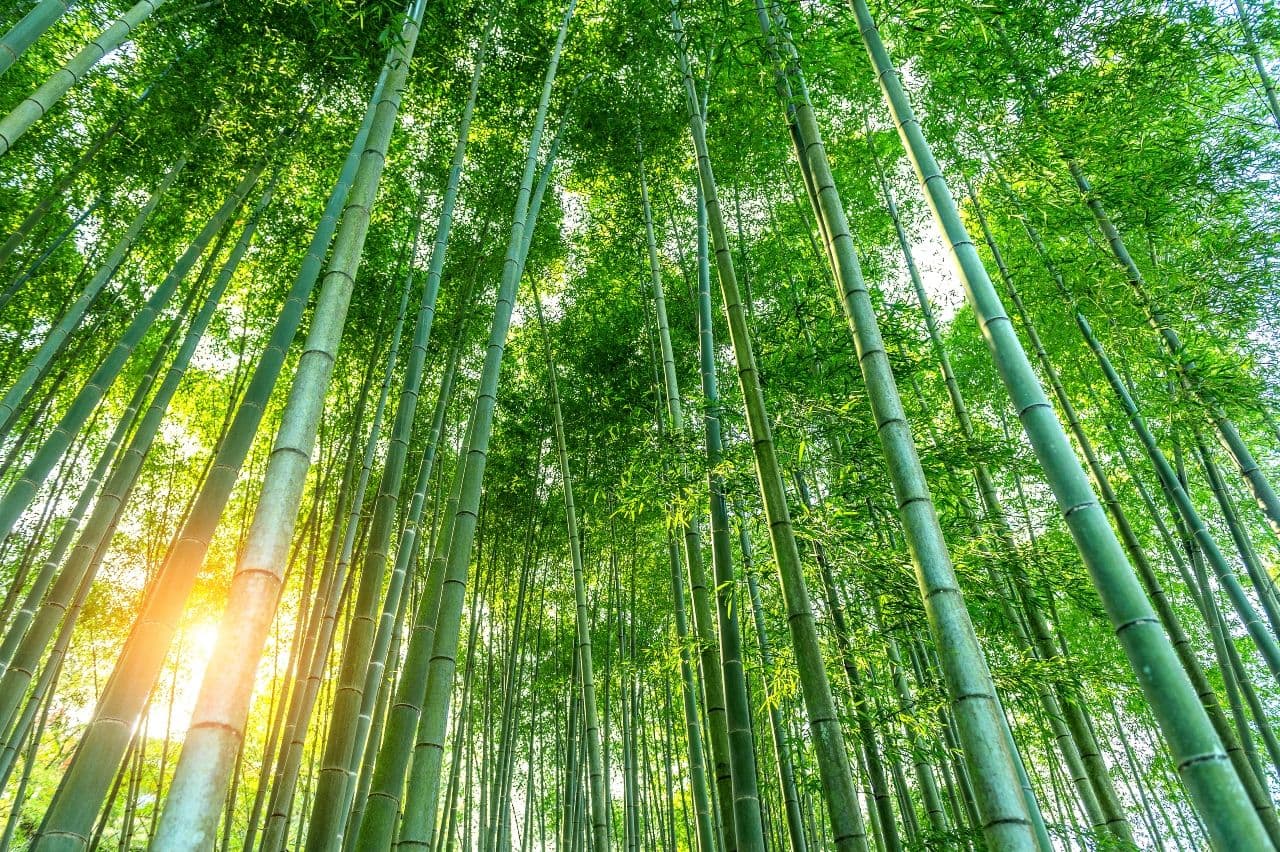 photologuephotos2023-09bosque-bambu-fondo-naturaleza_1jpg photologuephotos2023-09bosque-bambu-fondo-naturaleza_1jpg