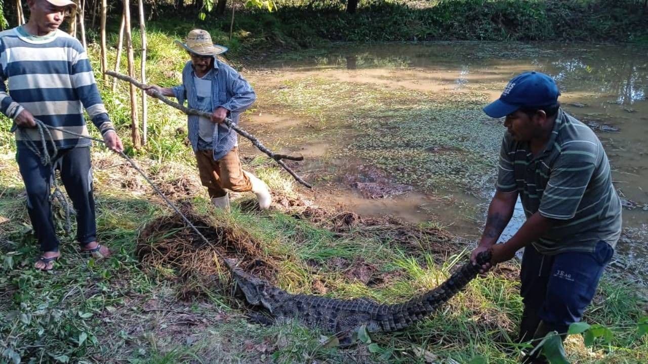 photologuephotos2024-11recuperan_tres_caimanes_que_escaparon_de_la_granja_experimental_crocodyliajpg photologuephotos2024-11recuperan_tres_caimanes_que_escaparon_de_la_granja_experimental_crocodyliajpg