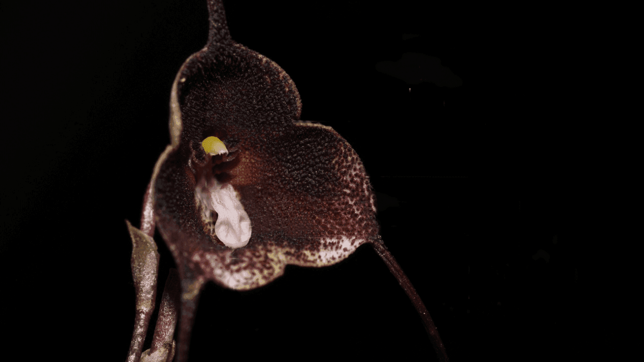 Dracula colombiana orquídea Dracula colombiana orquídea
