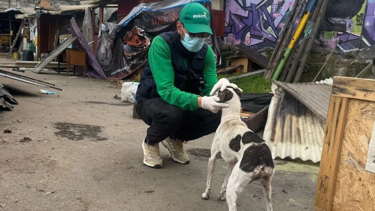 photologuephotos2025-02con_apoyo_del_undmo_distrito_desalojo_refugio_que_atendia_a_mas_de_40_animales_rescatados_en_fontibonjpg photologuephotos2025-02con_apoyo_del_undmo_distrito_desalojo_refugio_que_atendia_a_mas_de_40_animales_rescatados_en_fontibonjpg