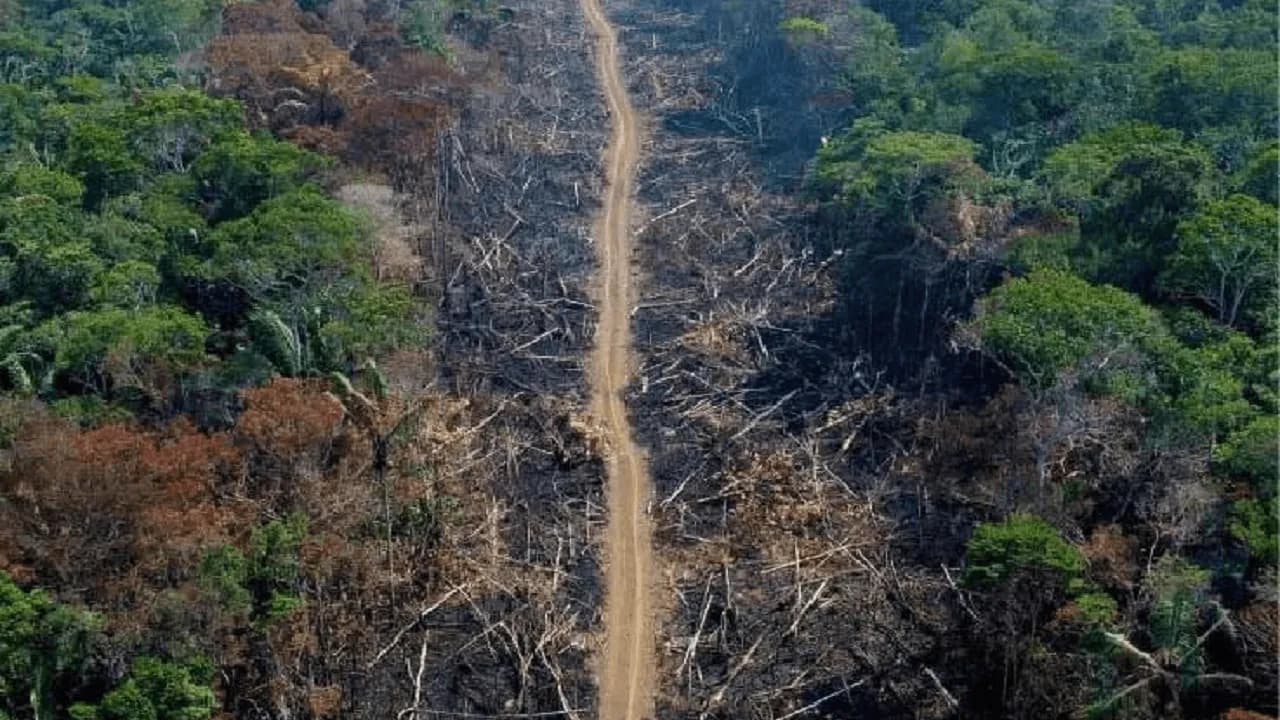 photologuephotos2025-05amazonia_deforestacion_procuraduria_0jpeg photologuephotos2025-05amazonia_deforestacion_procuraduria_0jpeg