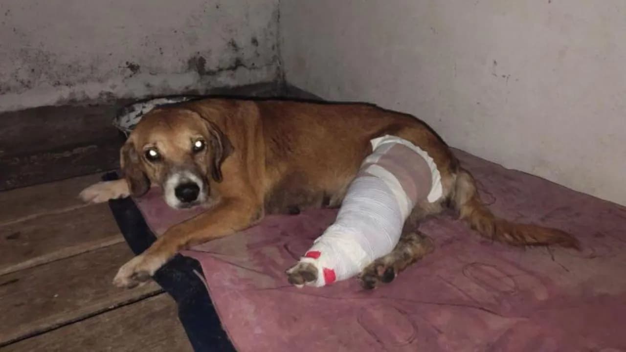 photologuephotos2025-06autoridades_reportaron_la_primera_captura_por_maltrato_animal_bajo_la_ley_angeljpg photologuephotos2025-06autoridades_reportaron_la_primera_captura_por_maltrato_animal_bajo_la_ley_angeljpg