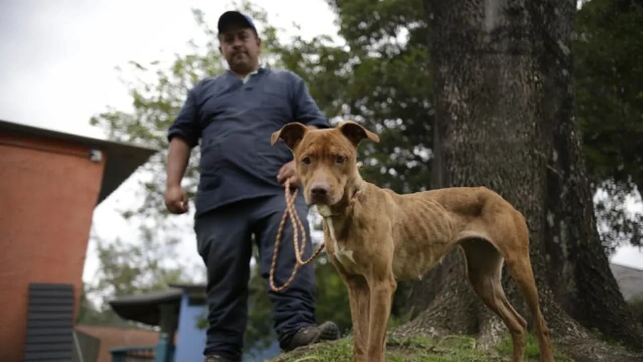 photologuephotos2025-0812_anos_40000_millones_y_ningun_albergue_procuraduria_advierte_retrasos_en_proyecto_para_animales_abandonados_en_bogotajpg photologuephotos2025-0812_anos_40000_millones_y_ningun_albergue_procuraduria_advierte_retrasos_en_proyecto_para_animales_abandonados_en_bogotajpg