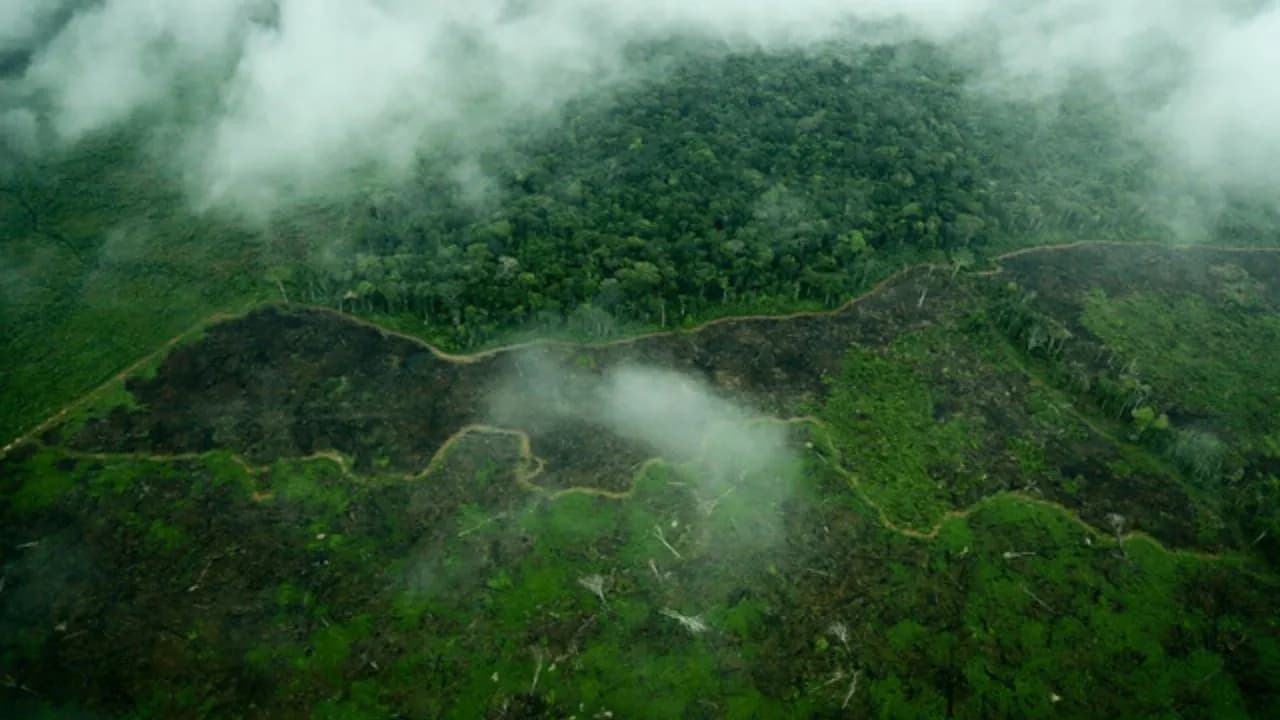 photologuephotos2025-07aumento_la_deforestacion_en_colombia_en_el_ultimo_ano_se_perdieron_mas_de_113000_hectareasjpg photologuephotos2025-07aumento_la_deforestacion_en_colombia_en_el_ultimo_ano_se_perdieron_mas_de_113000_hectareasjpg