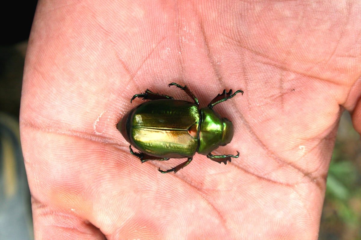 chalcochlamys_dorni_3_foto_jhon_cesar_neita.jpg