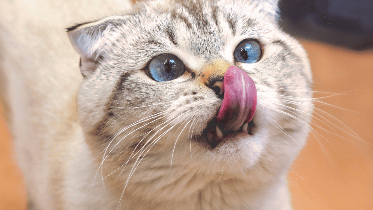 en_colombia_hay_mas_de_un_millon_de_gatos.png