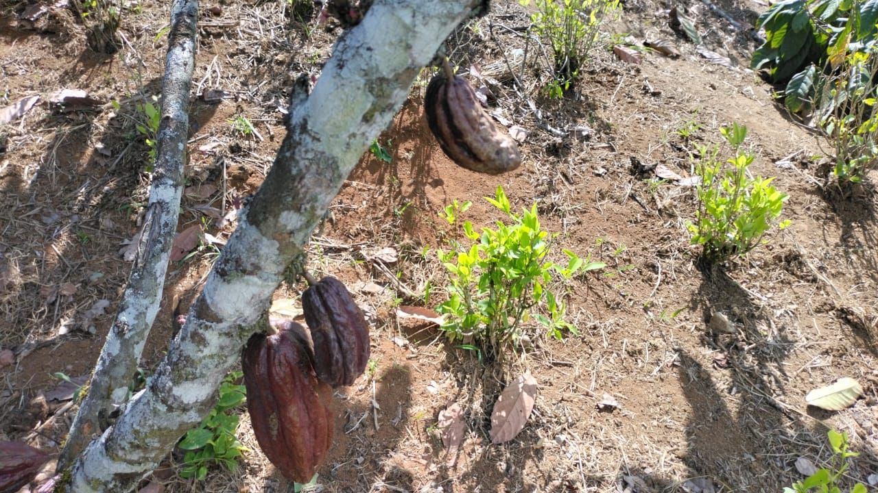 cacao_2.jpg