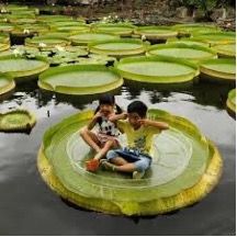 nenufar_amazonico_0.jpg
