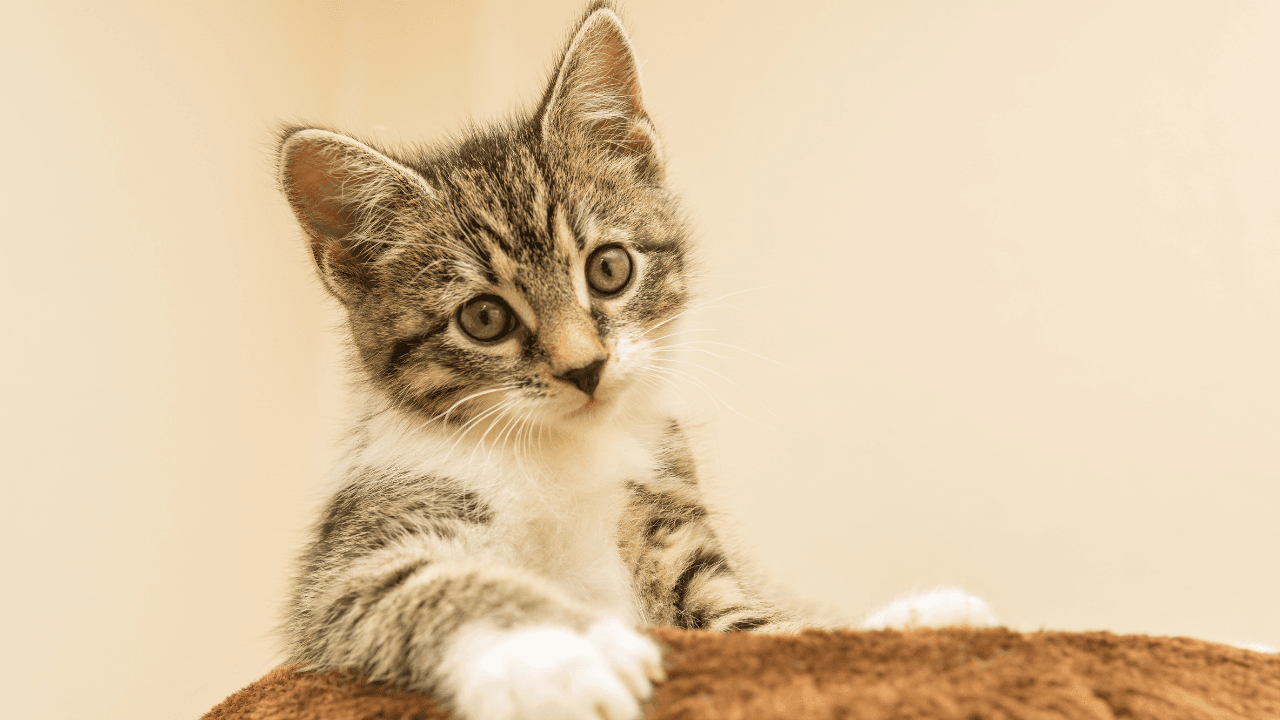 en_el_mundo_hay_700_millones_de_gatos_0.png