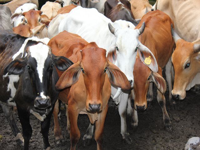 boletin-el-salvador.jpg