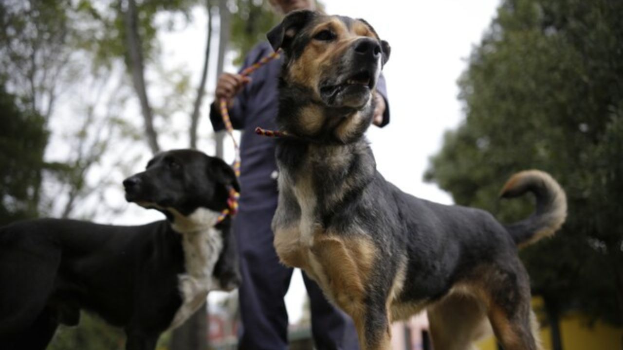 mascota_distrito.jpg
