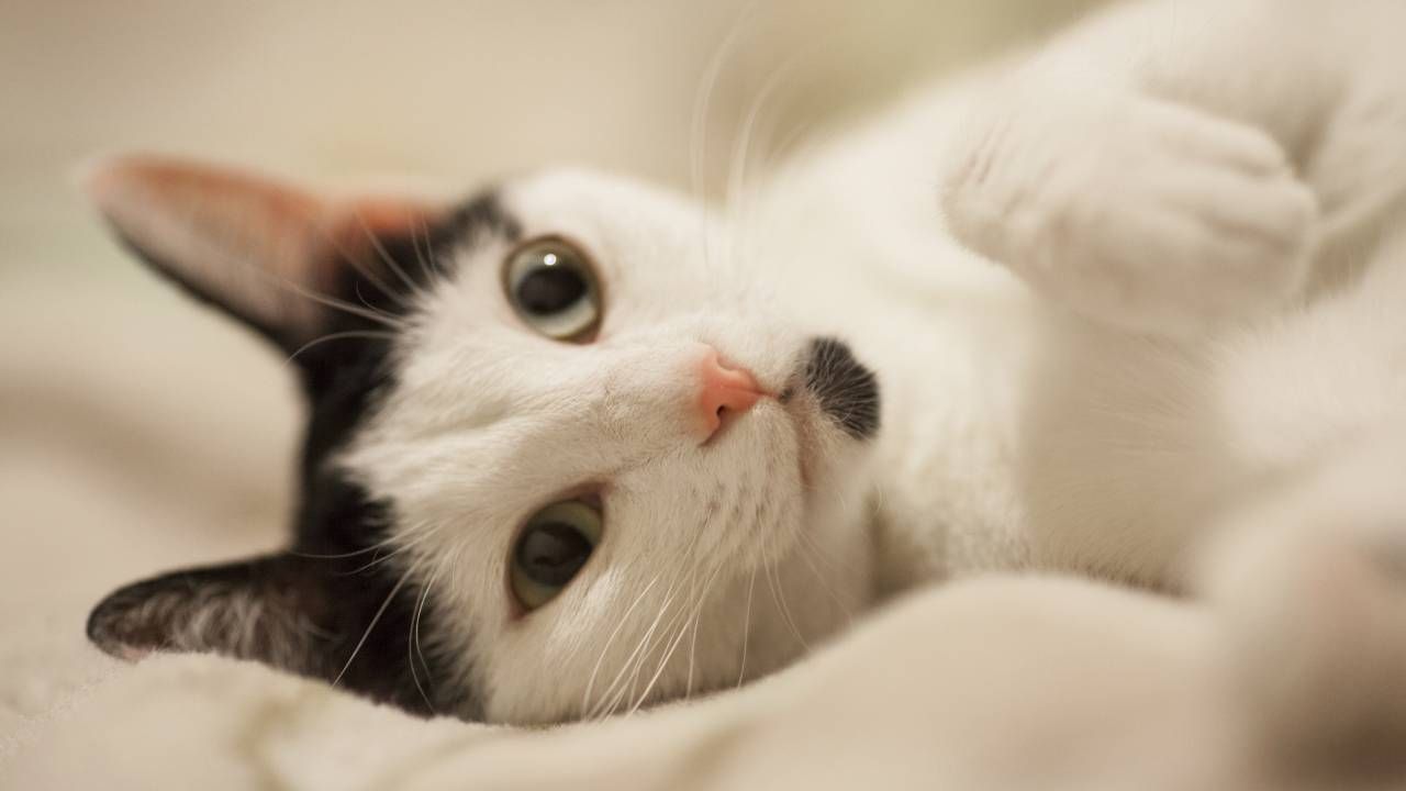 gatito.jpg