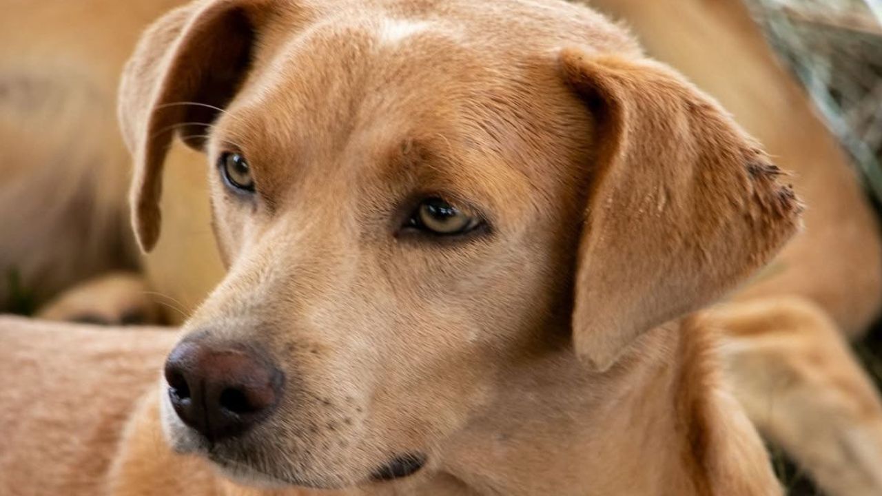 asi_funciona_el_primer_hospital_publico_veterinario_de_colombia.jpg