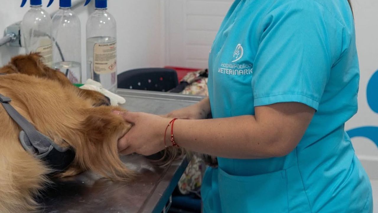 arencion_veterinaria.jpg