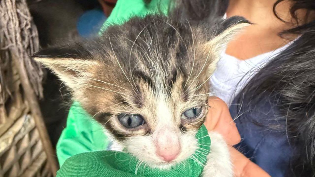 gato_refugio_0.jpg