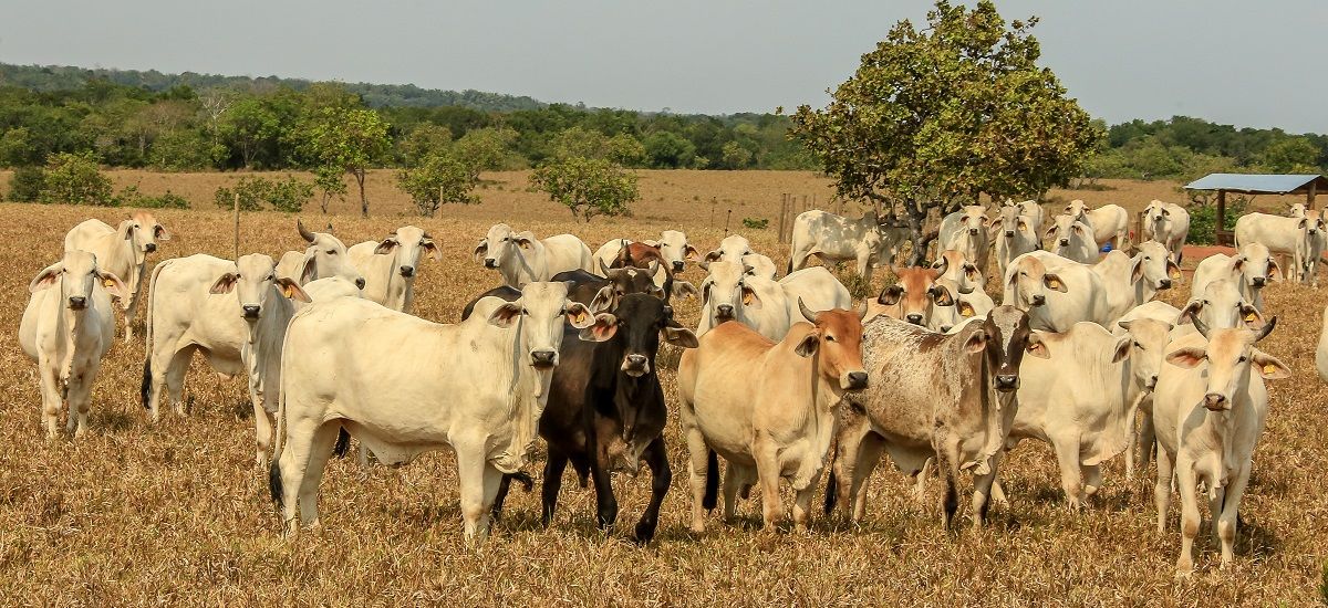 foto_minagricultura_firma_contrato_administracion_cuota_parafiscal_de_ganado_4_enero_2019_web.jpg