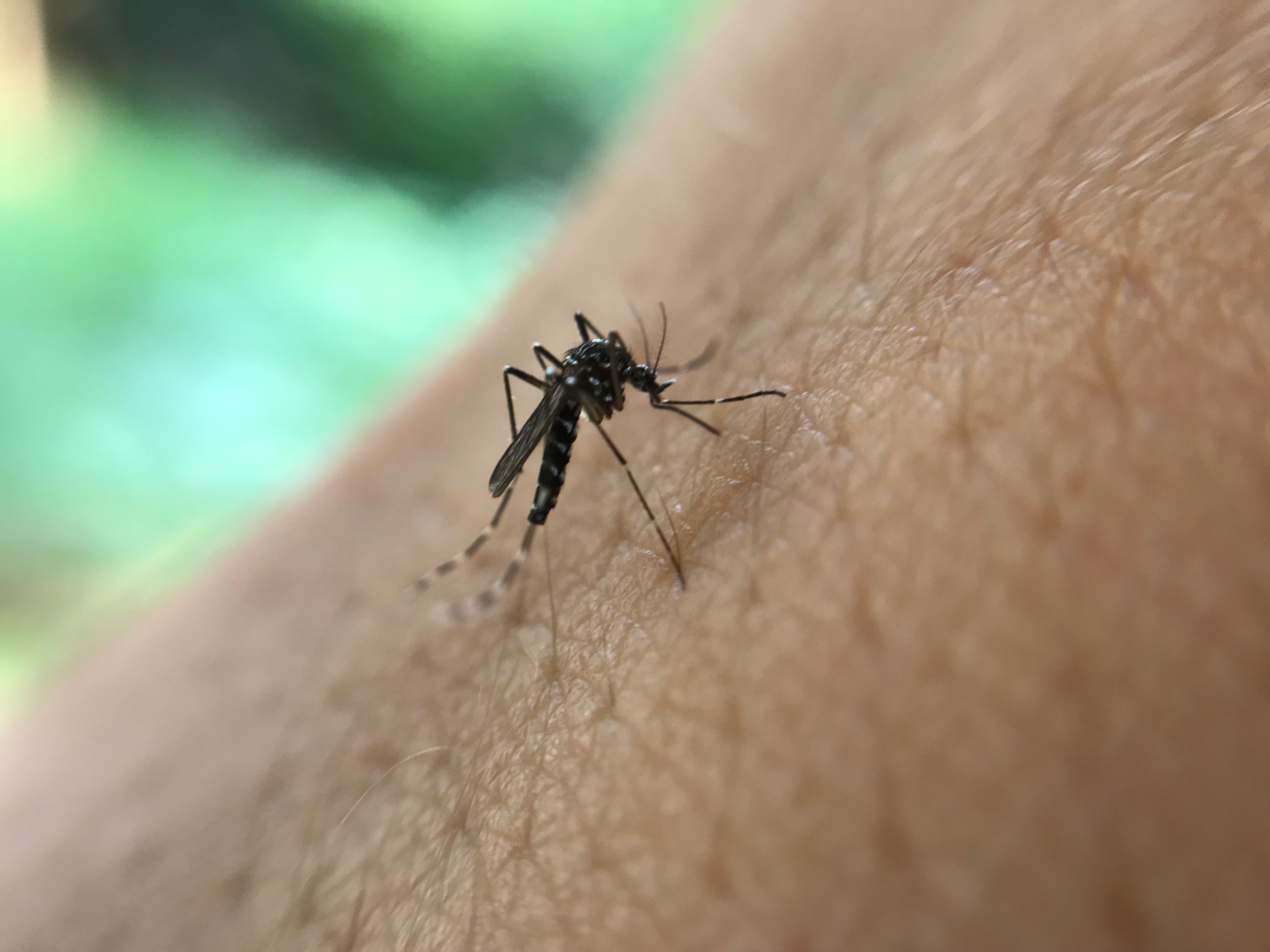 close-up-insect-hand.jpg