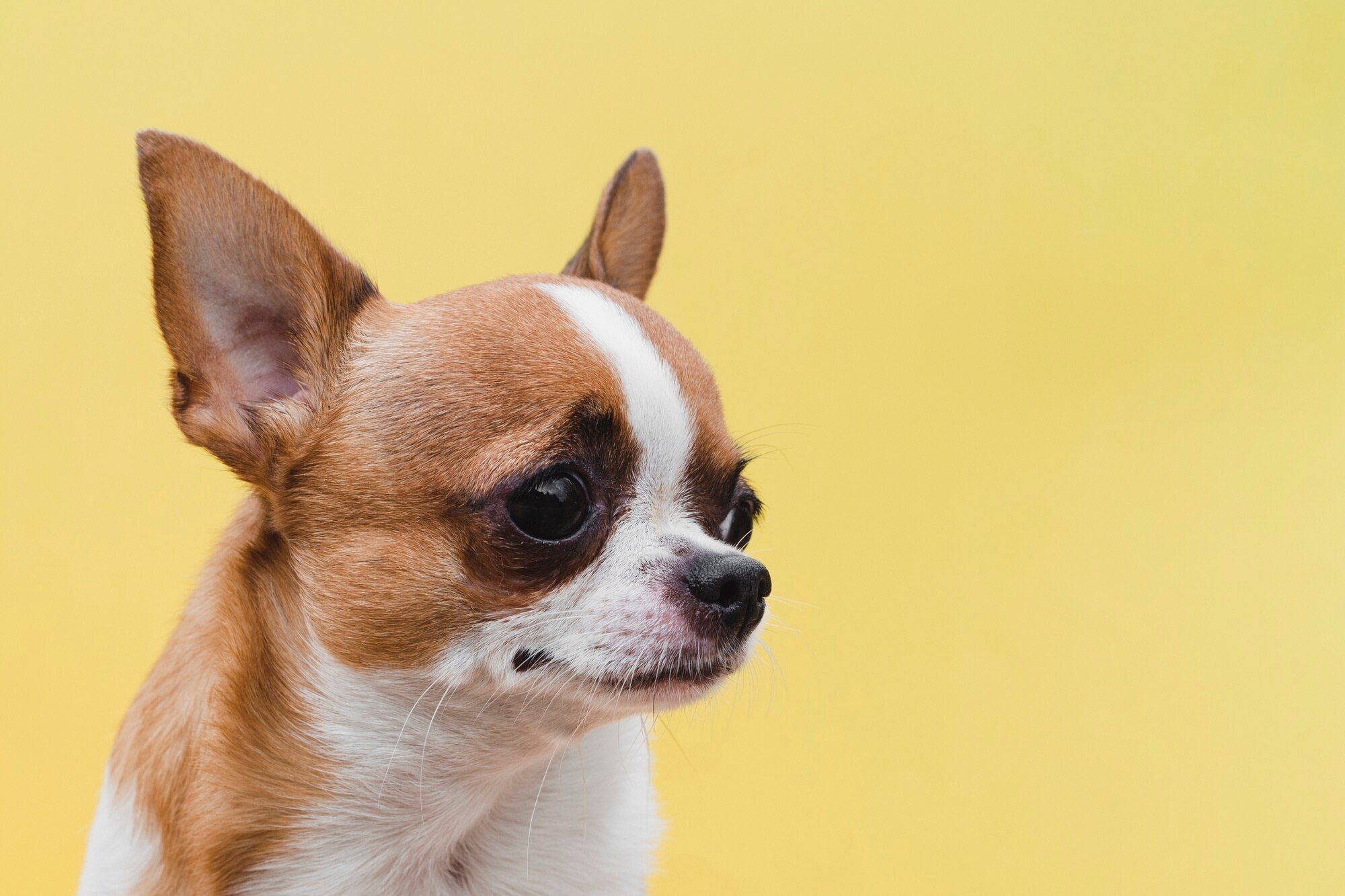 chihuahua.jpeg
