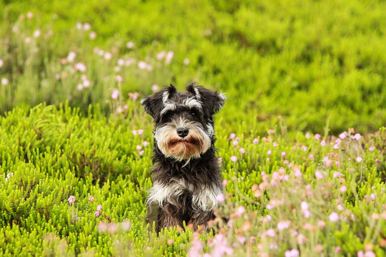 mini_schnauzer.jpg