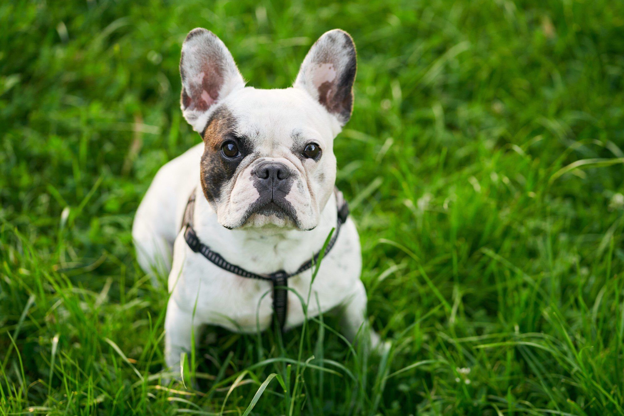 bulldog_frances.jpeg