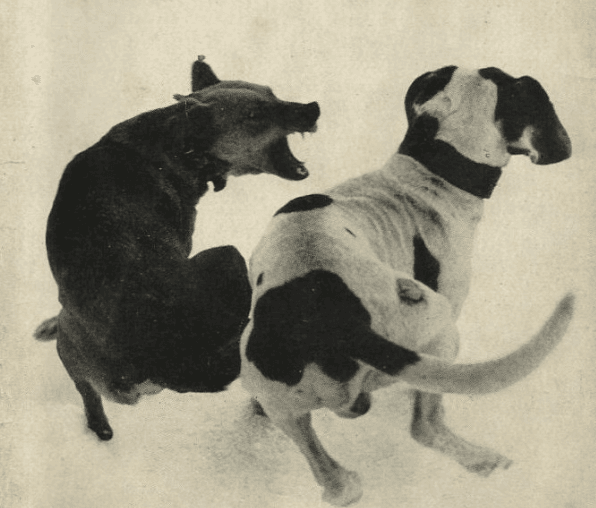 ciudad_de_los_perros_0.png