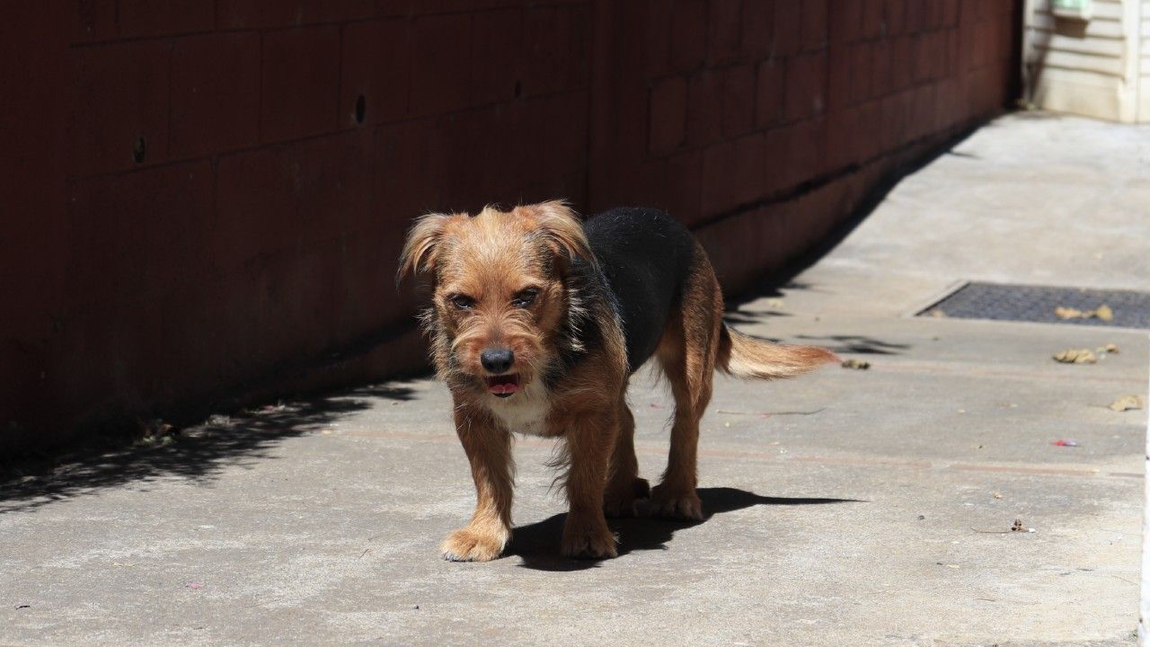 retrato-de-un-perro-en-un-sendero-en-la-ciudad_0.jpg