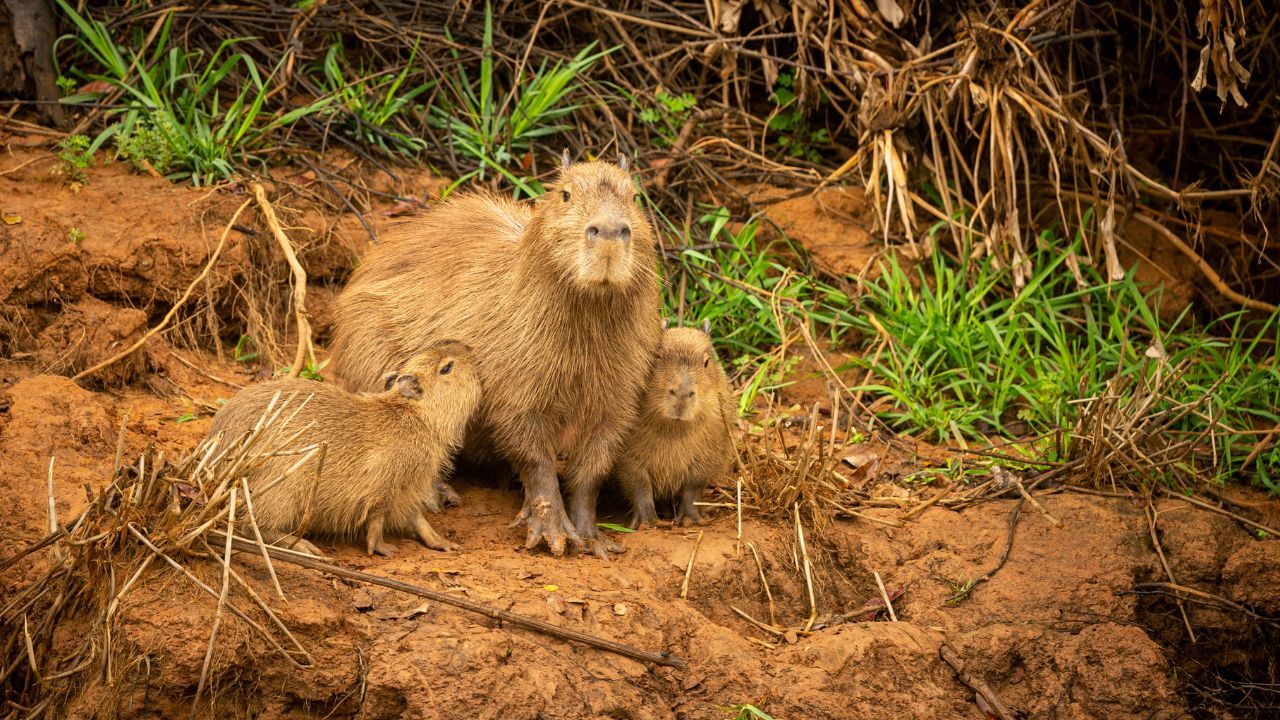 capibara.jpg