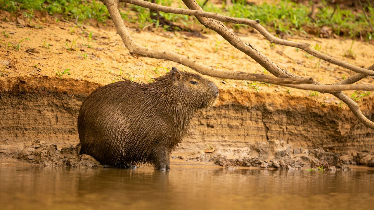 capibara_colombia.jpg