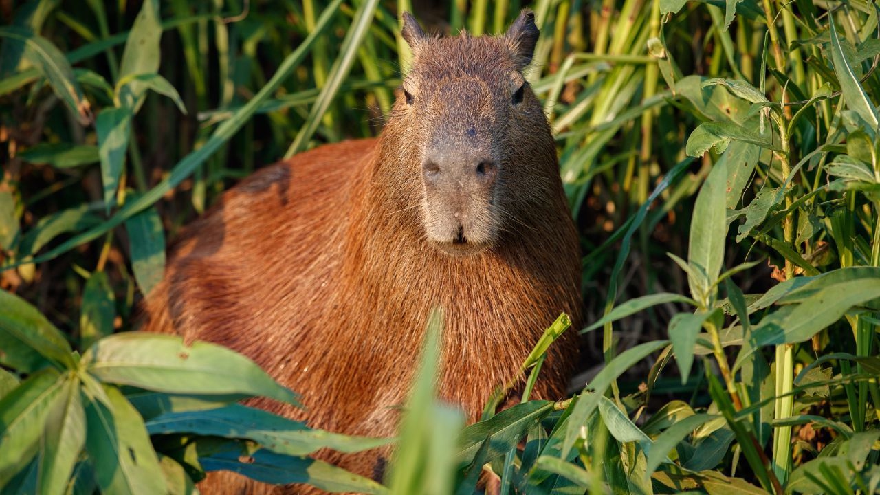 capibara_en_orinoquia.jpg