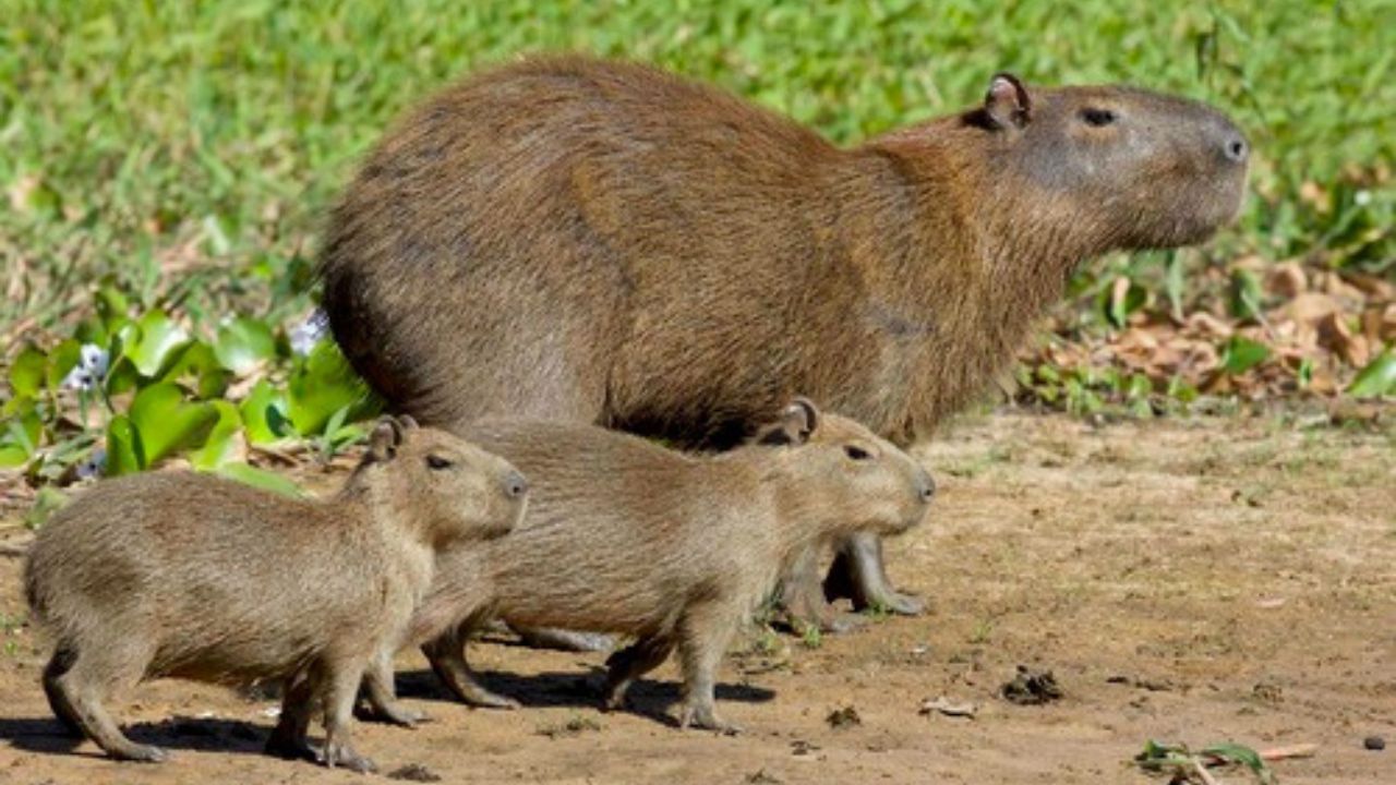 caza_de_capibaras.jpg