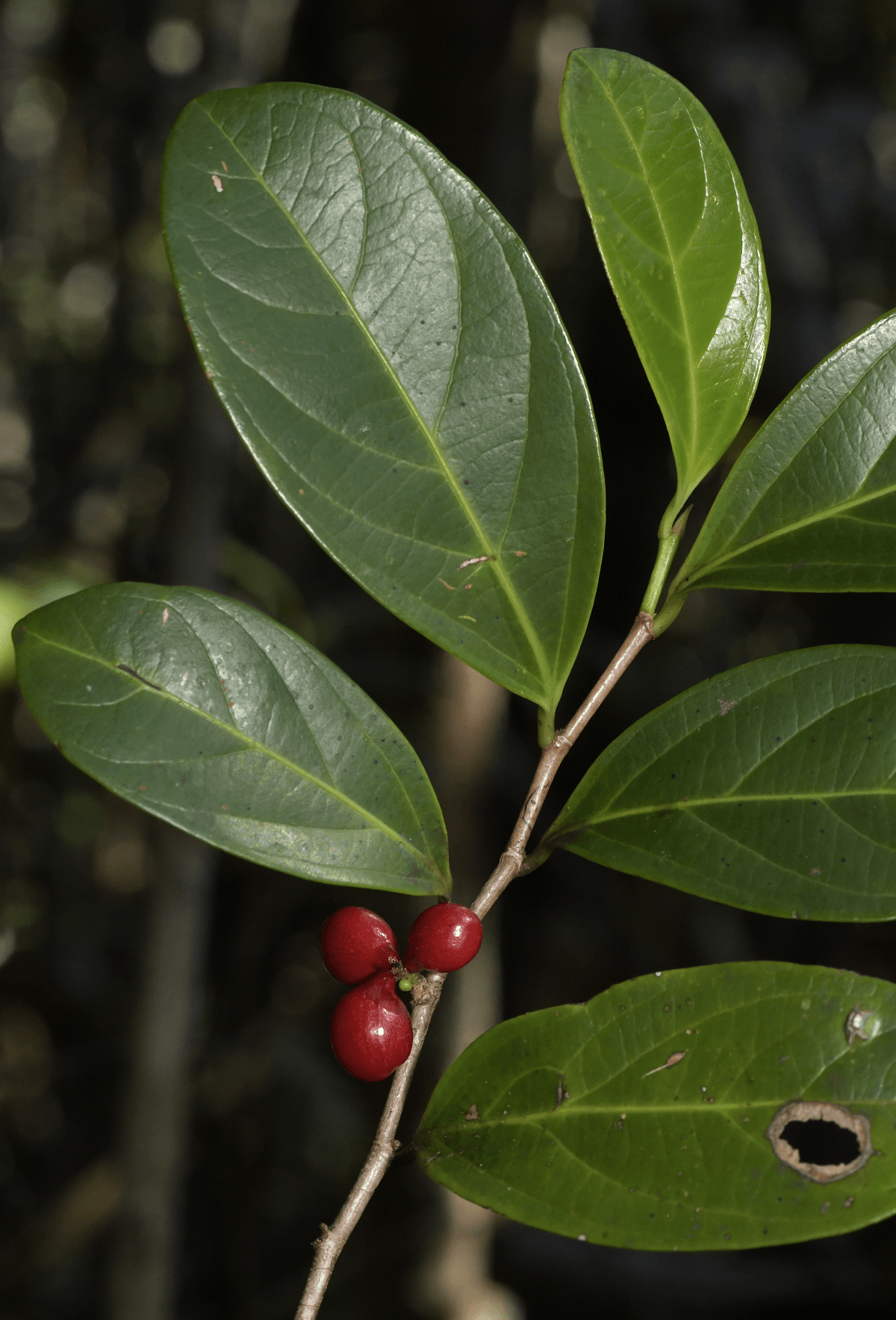 planta_nueva_herbario.png