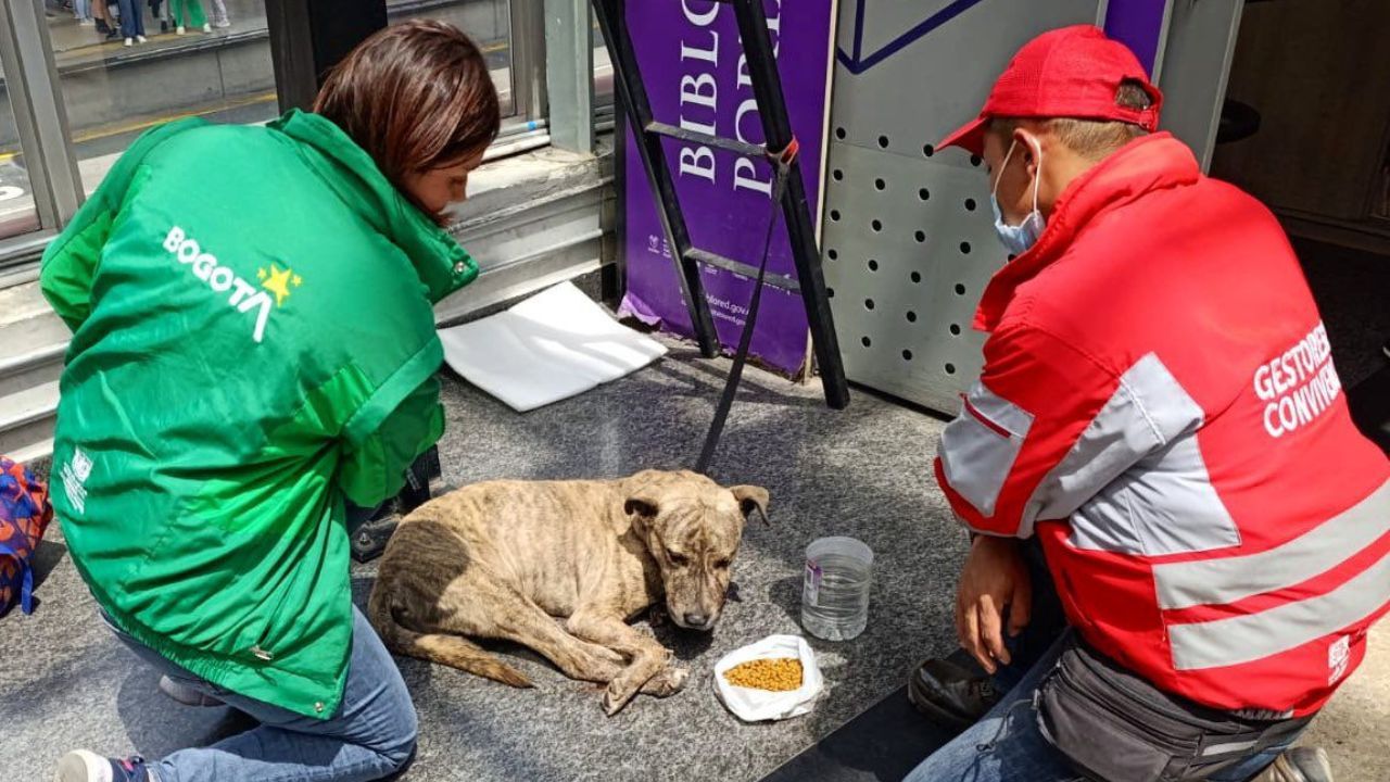 mascotas_abandonada_0.jpg