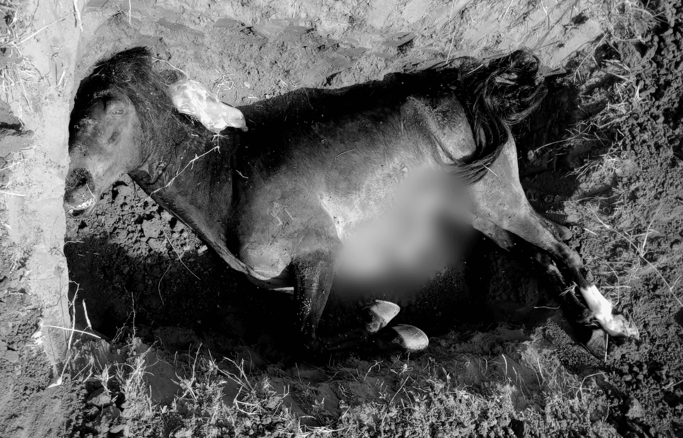 caballo_4.png