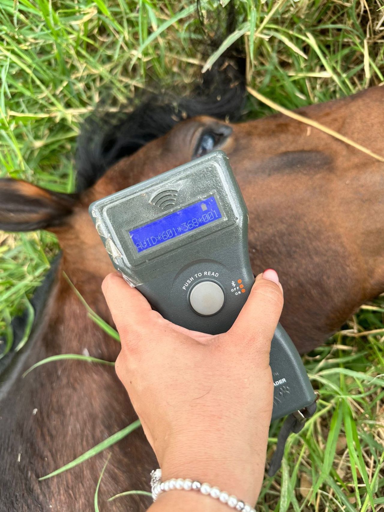 caballo_2.jpg