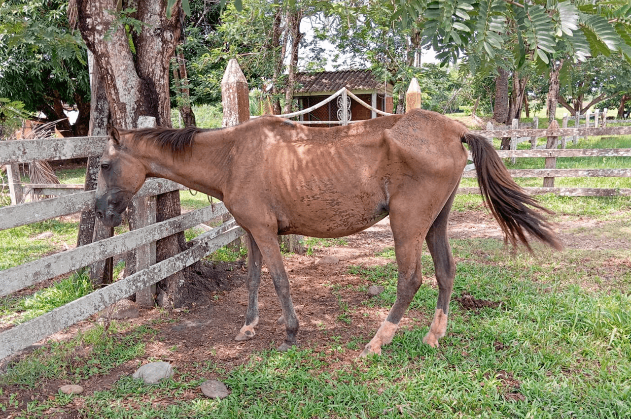 caballito_1.png