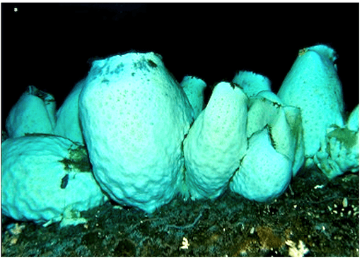 512px-anoxycalyx_joubini3a.png