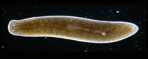 512px-planaria_torva.jpg