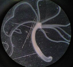 256px-hydra001.jpg