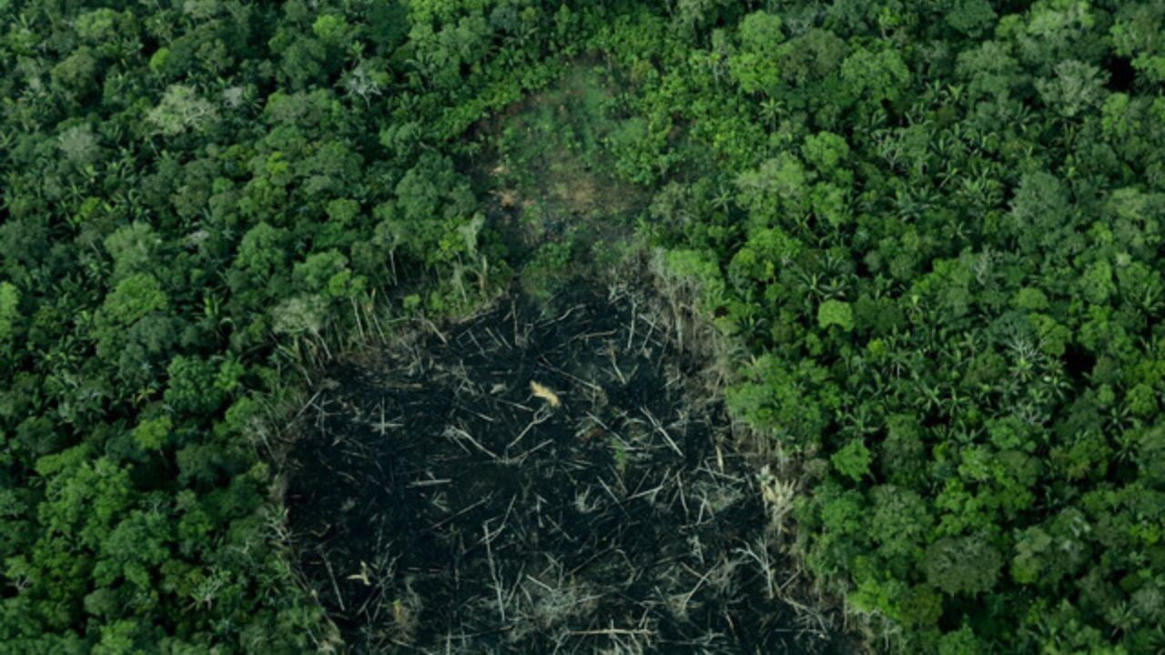 deforestacion_en_colombia.jpg