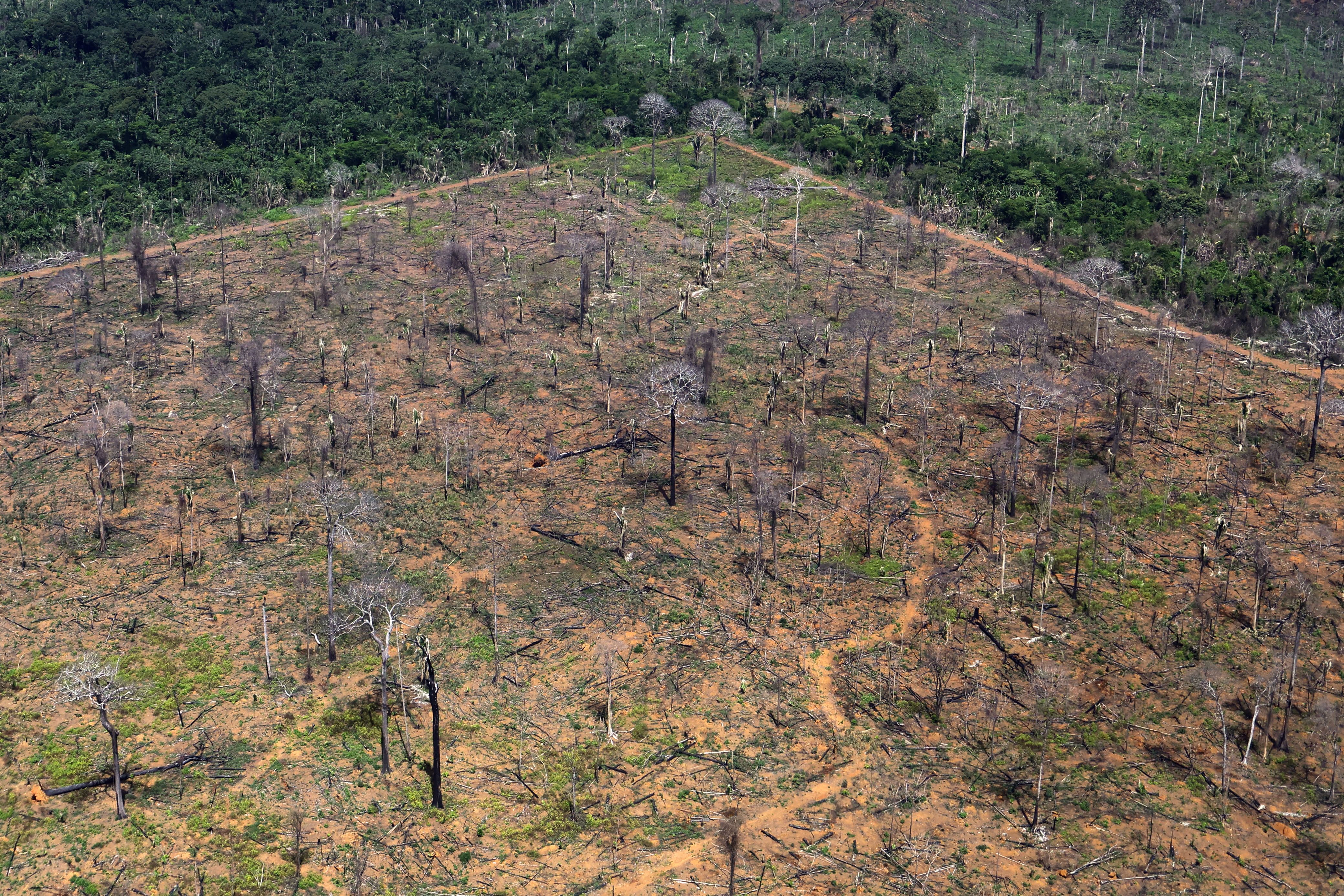 2025-07-07t100159z_1340006291_rc22pcasq7at_rtrmadp_3_environment-brazil-amazon-logging.jpg