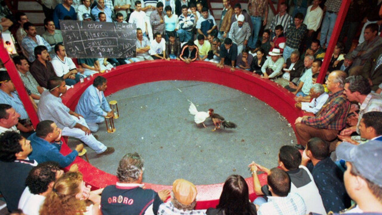 Peleas de Gallos en Colombia