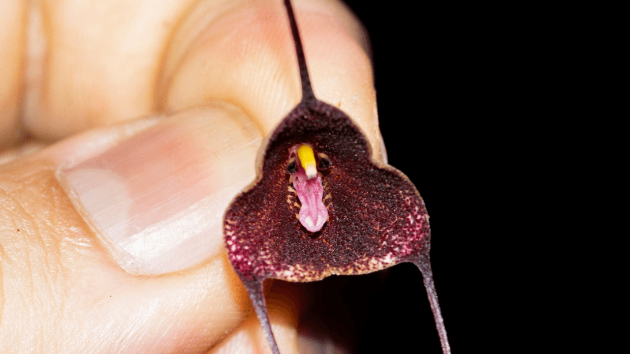 Orquídea