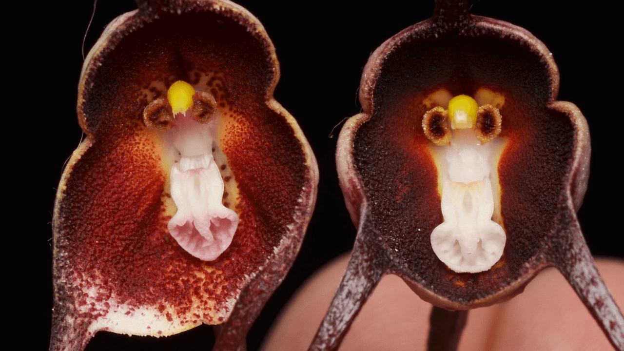 Orquídea12