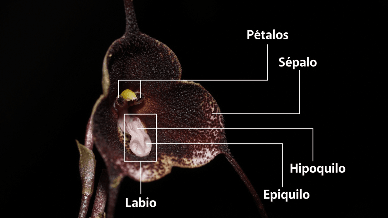 Orquídea3